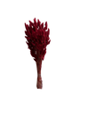 Lagurus