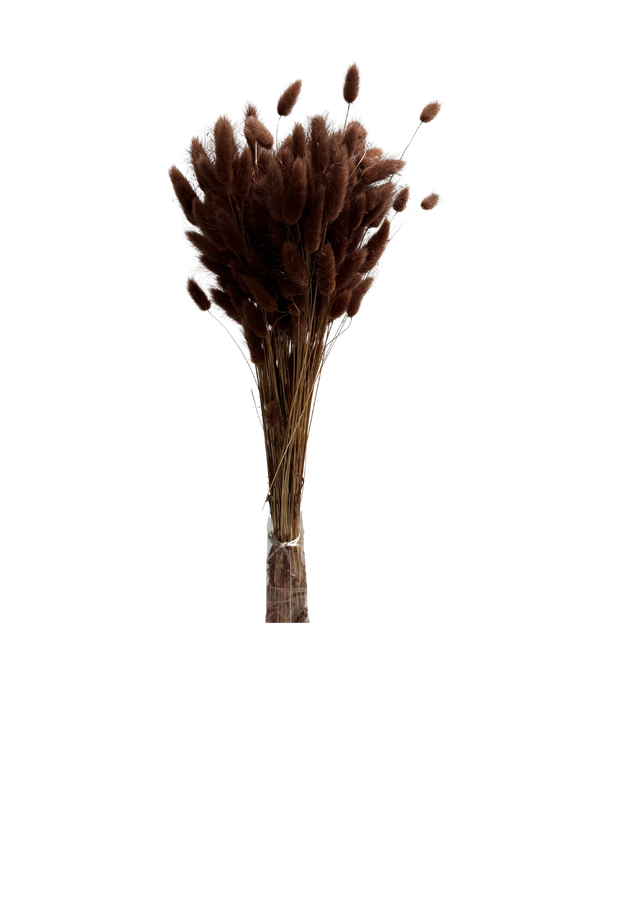Lagurus