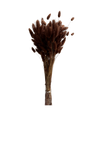 Lagurus