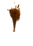 Lagurus