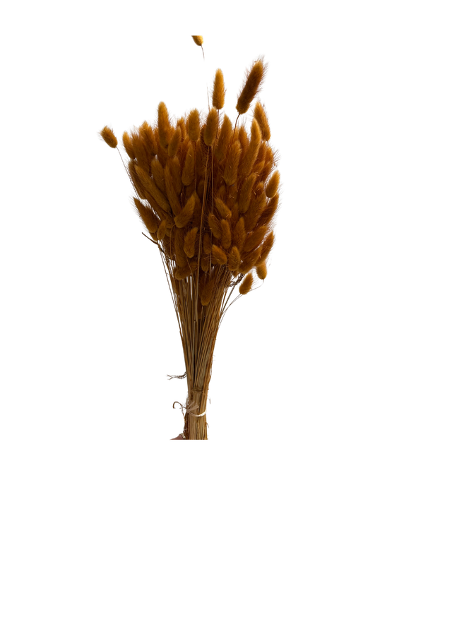 Lagurus