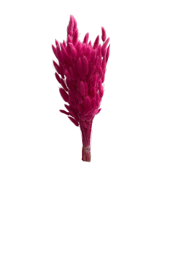 Lagurus