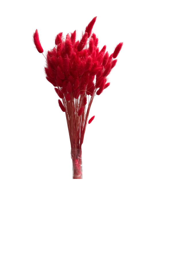 Lagurus