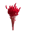 Lagurus
