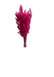 Lagurus