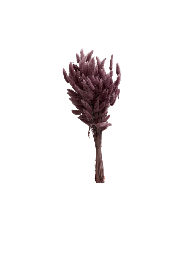 Lagurus