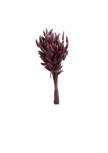 Lagurus