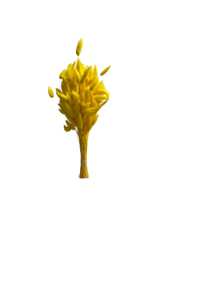 Lagurus