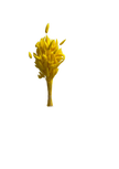 Lagurus