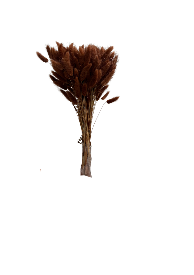 Lagurus