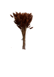 Lagurus