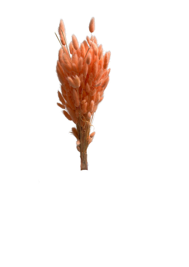 Lagurus