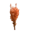Lagurus