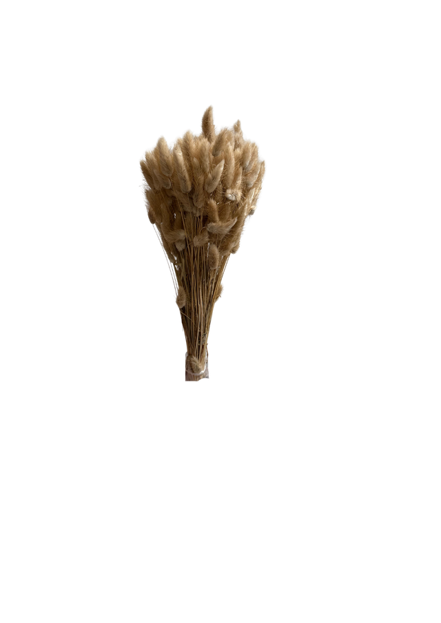 Lagurus