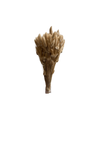 Lagurus