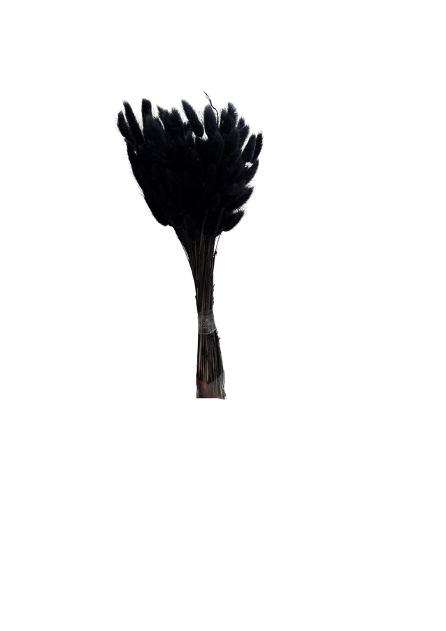 Lagurus