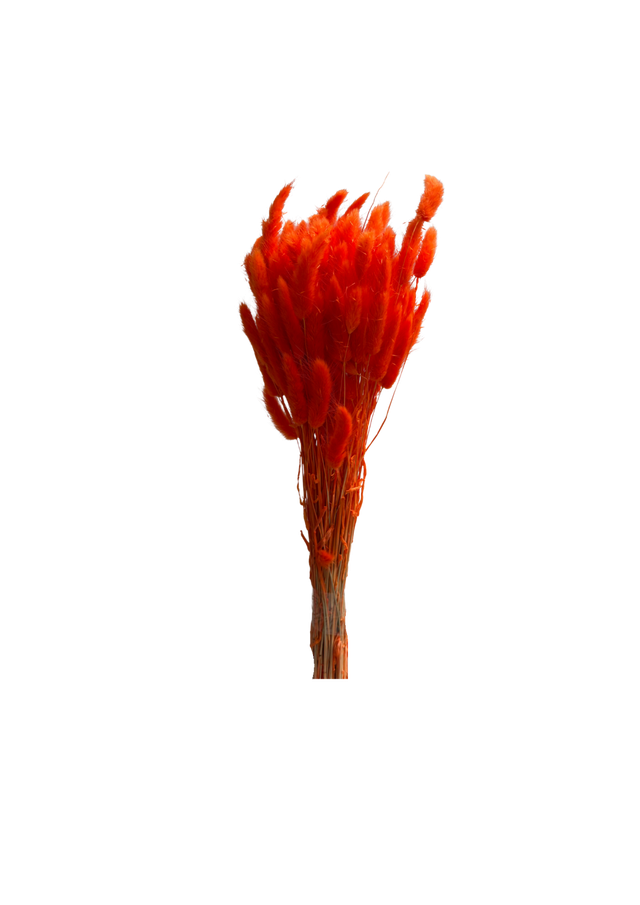 Lagurus