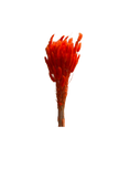 Lagurus