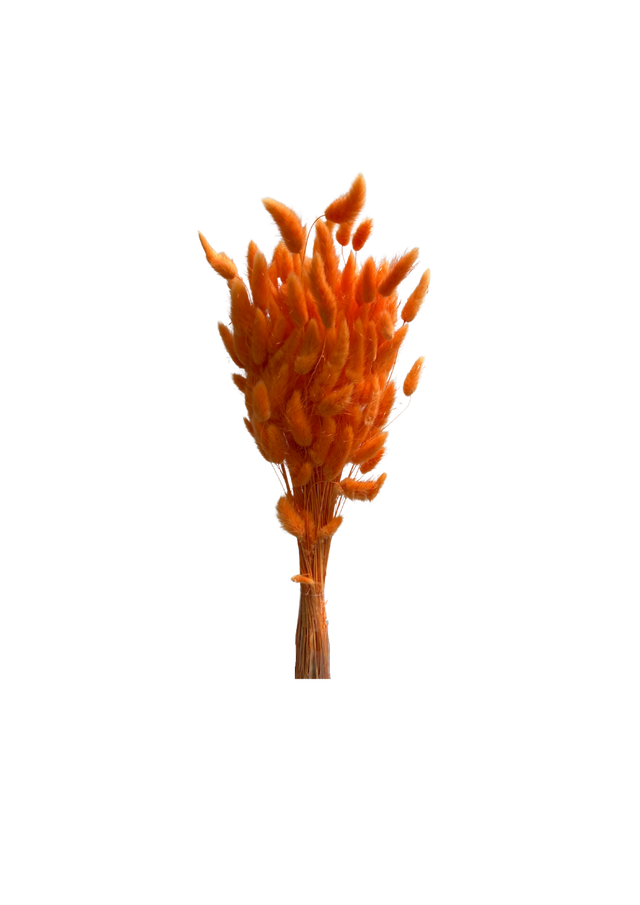 Lagurus