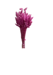 Lagurus