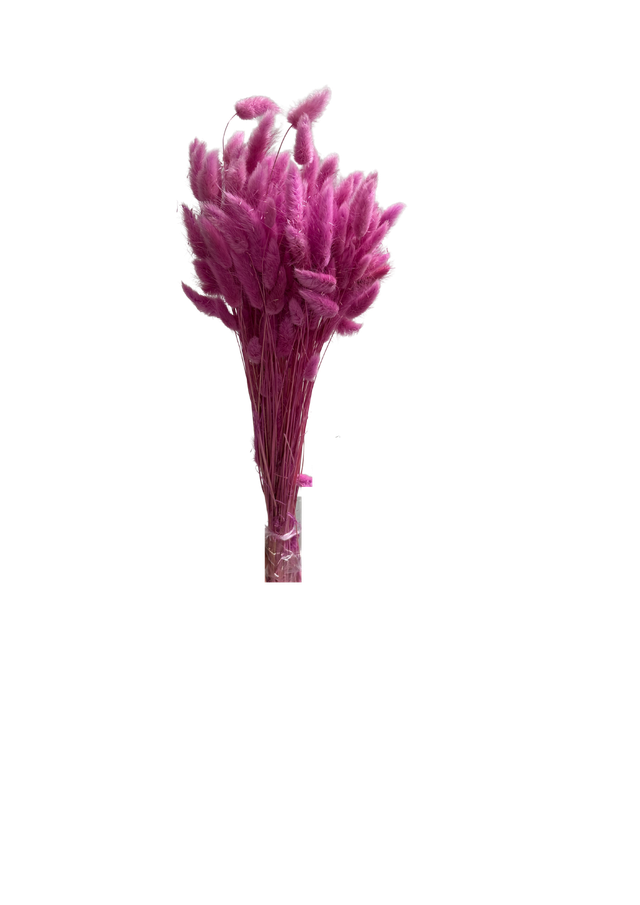 Lagurus