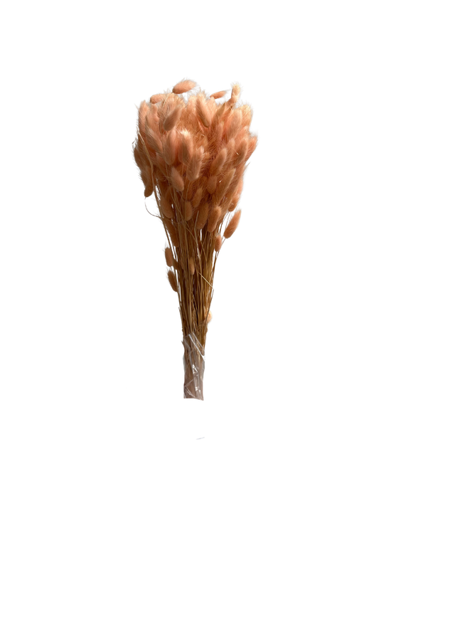 Lagurus