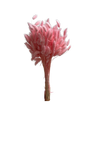 Lagurus