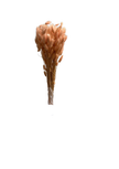 Lagurus