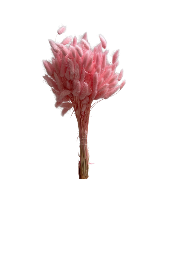 Lagurus