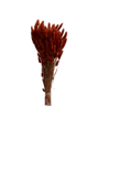Lagurus