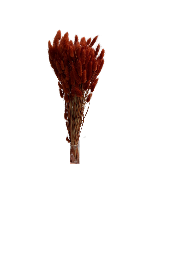 Lagurus