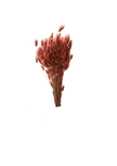 Lagurus
