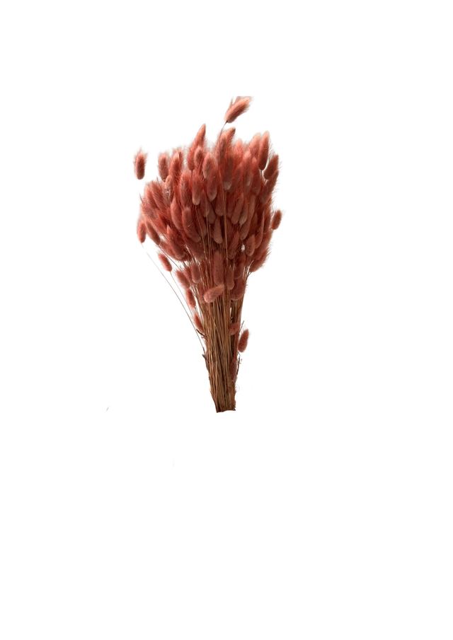 Lagurus