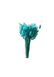 Lagurus