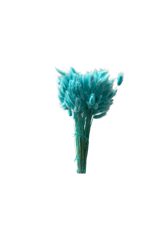 Lagurus