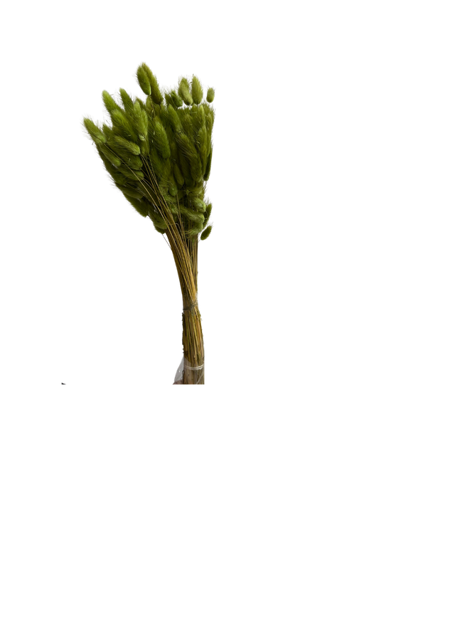 Lagurus