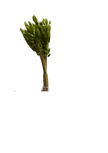 Lagurus