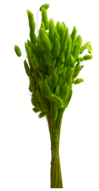Lagurus