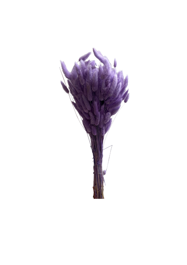 Lagurus
