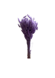 Lagurus
