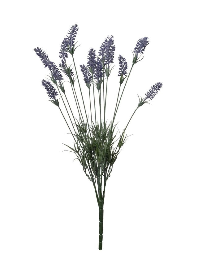 Lavende