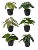 Leaf en pot