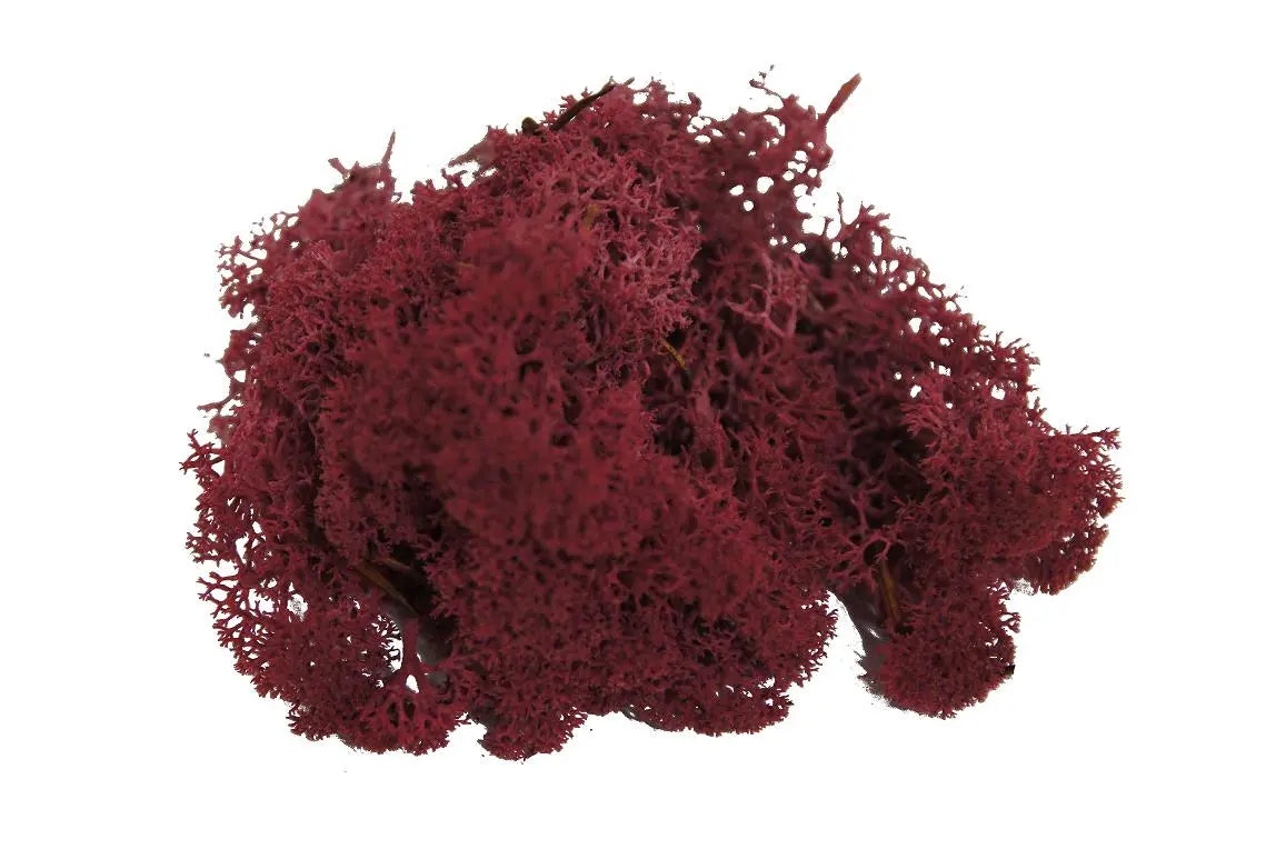 Lichen Bordeaux