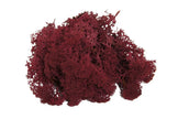 Lichen Bordeaux