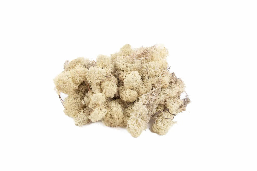 Lichen Blanc