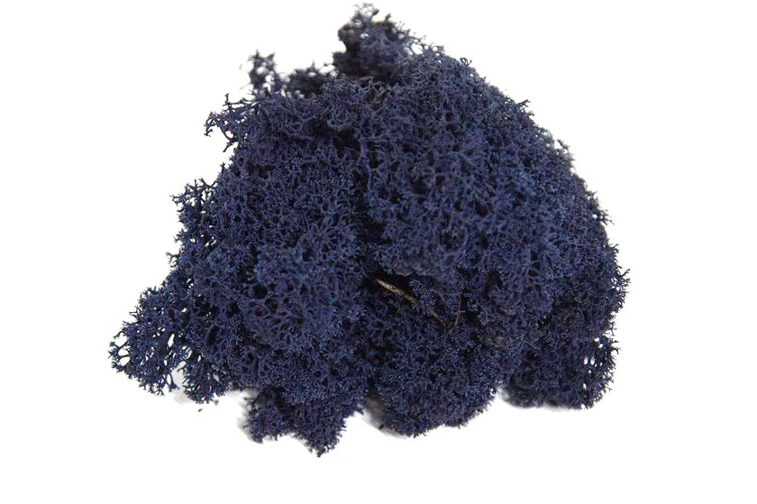 Lichen Bleu