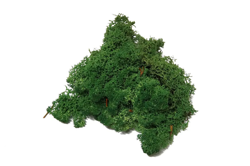 Lichen Grass Green