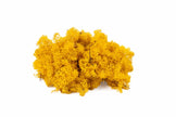 Lichen Jaune