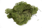 Lichen Medium Green
