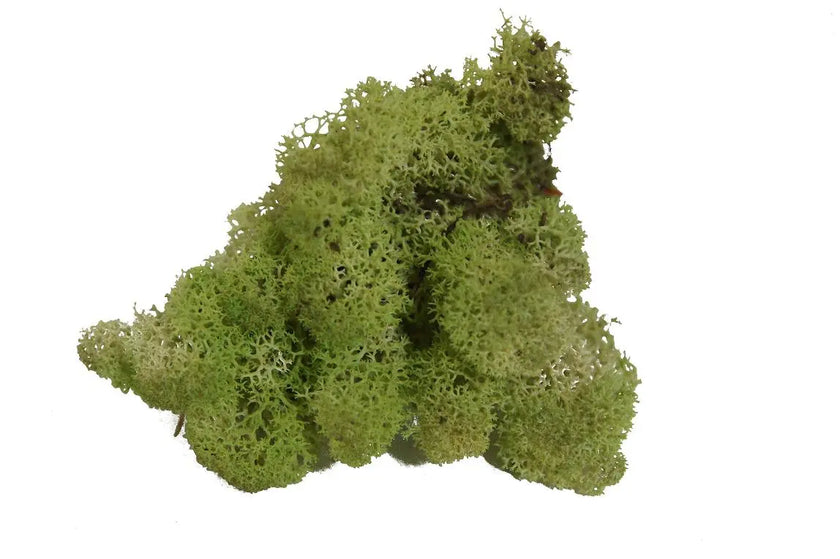 Lichen Mint Green